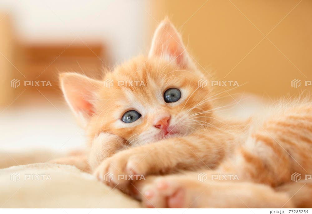 猫ちゃん